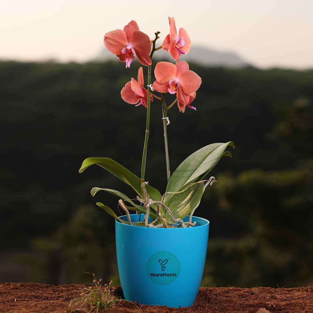 Orange Phalaenopsis Orchids – The Epitome of Grace and Beauty for Your Home (Copy)
