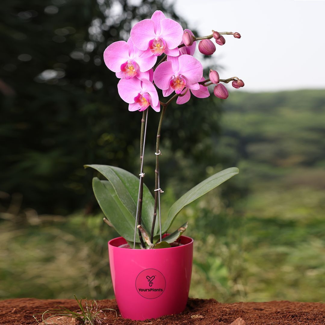 Pink Phalaenopsis Orchids – The Epitome of Grace and Beauty for Your Home