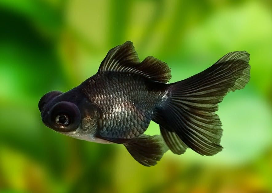 Black Moor Gold Fish