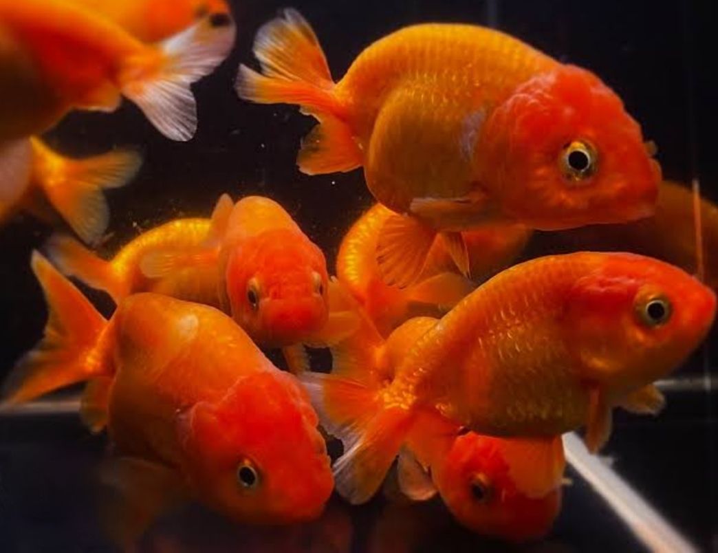 Ranchu Gold Fish