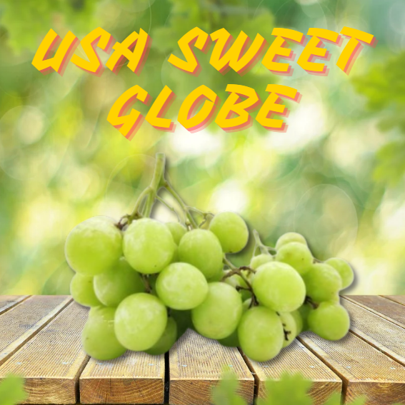 USA SWEET GLOBE (350G)