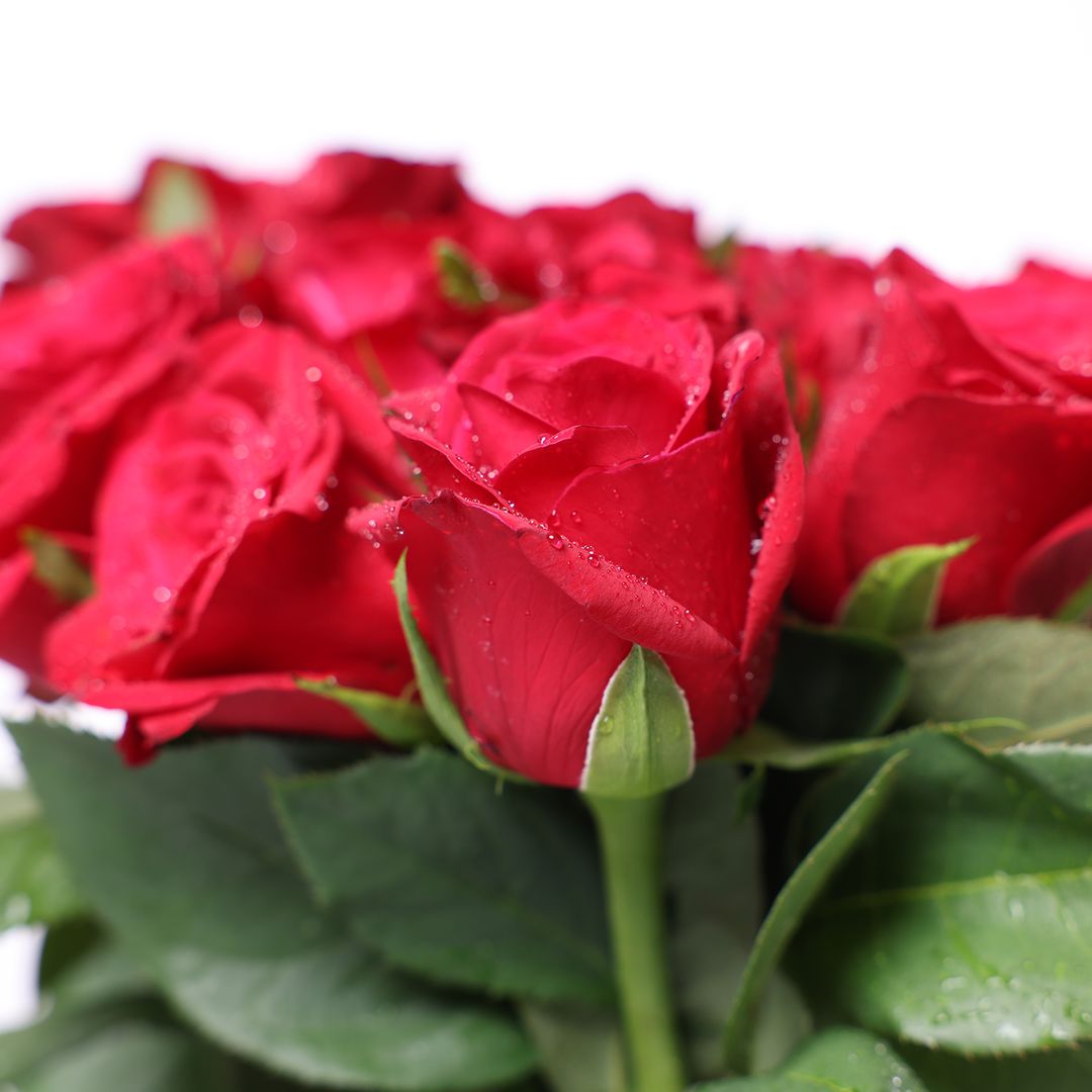 Farm Fresh Cut Roses Flowers -  Red