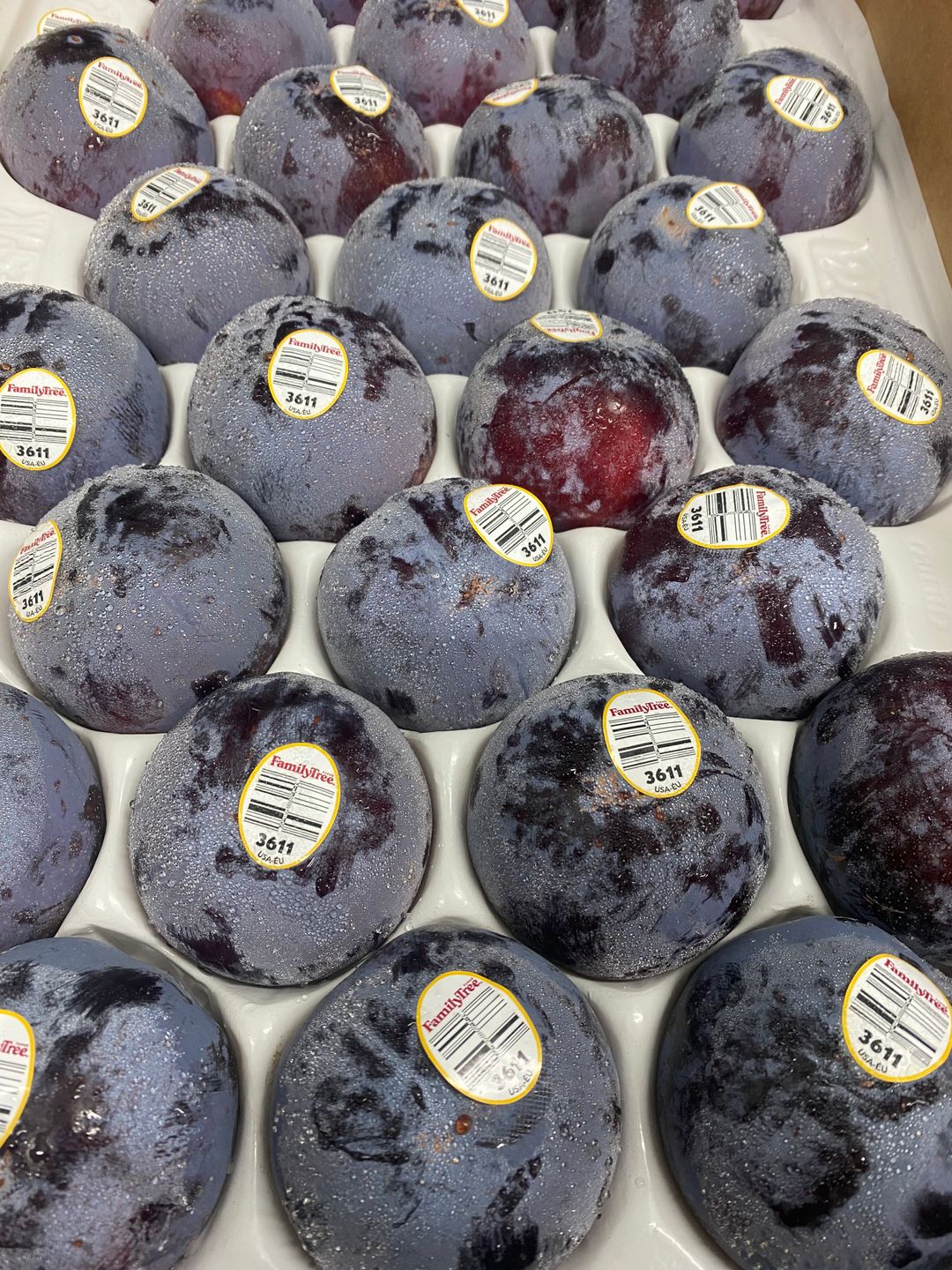 USA Family Tree Plumcot