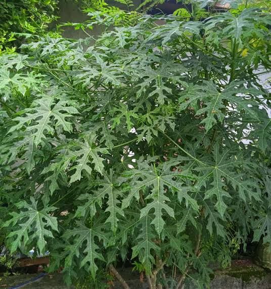 Daun ketumbar organik