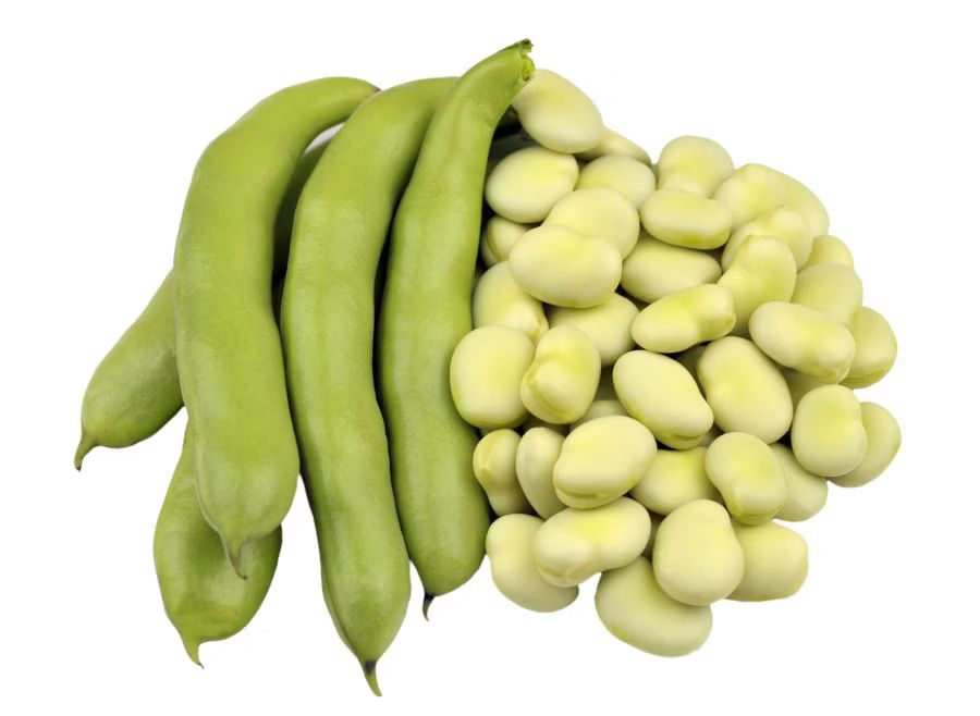 Fava Beans فول أخضر