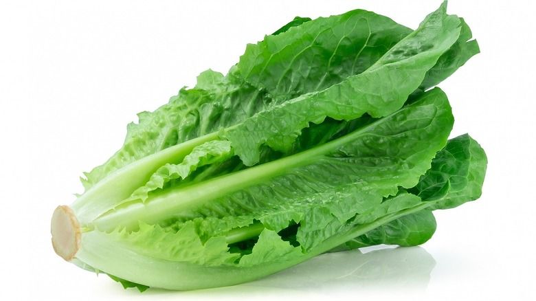 Romaine Lettuce خس بلدي