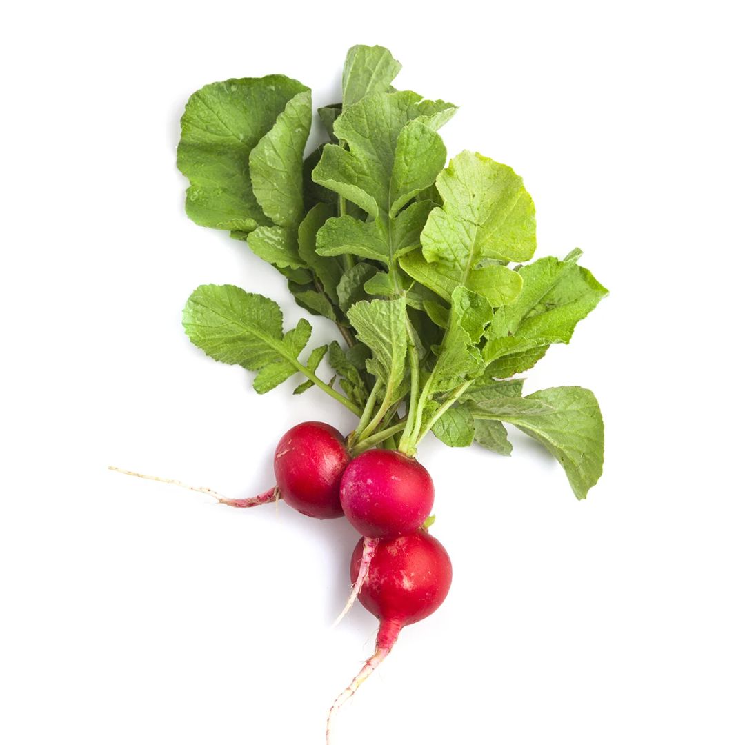Radish فجل