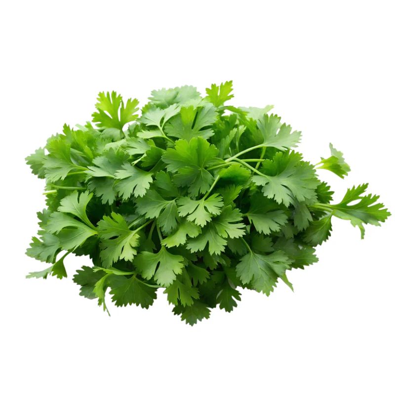 Coriander كزبرة