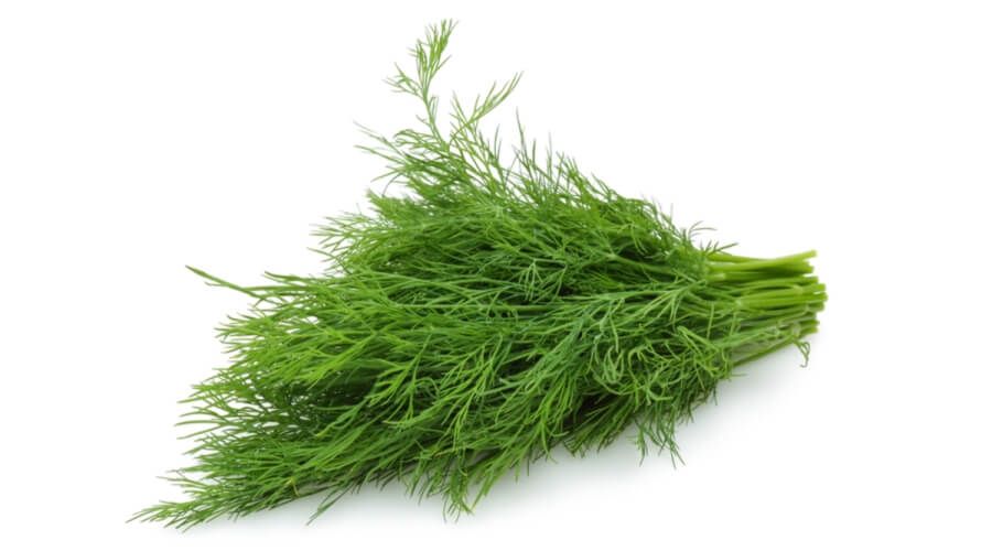 Dill شبت