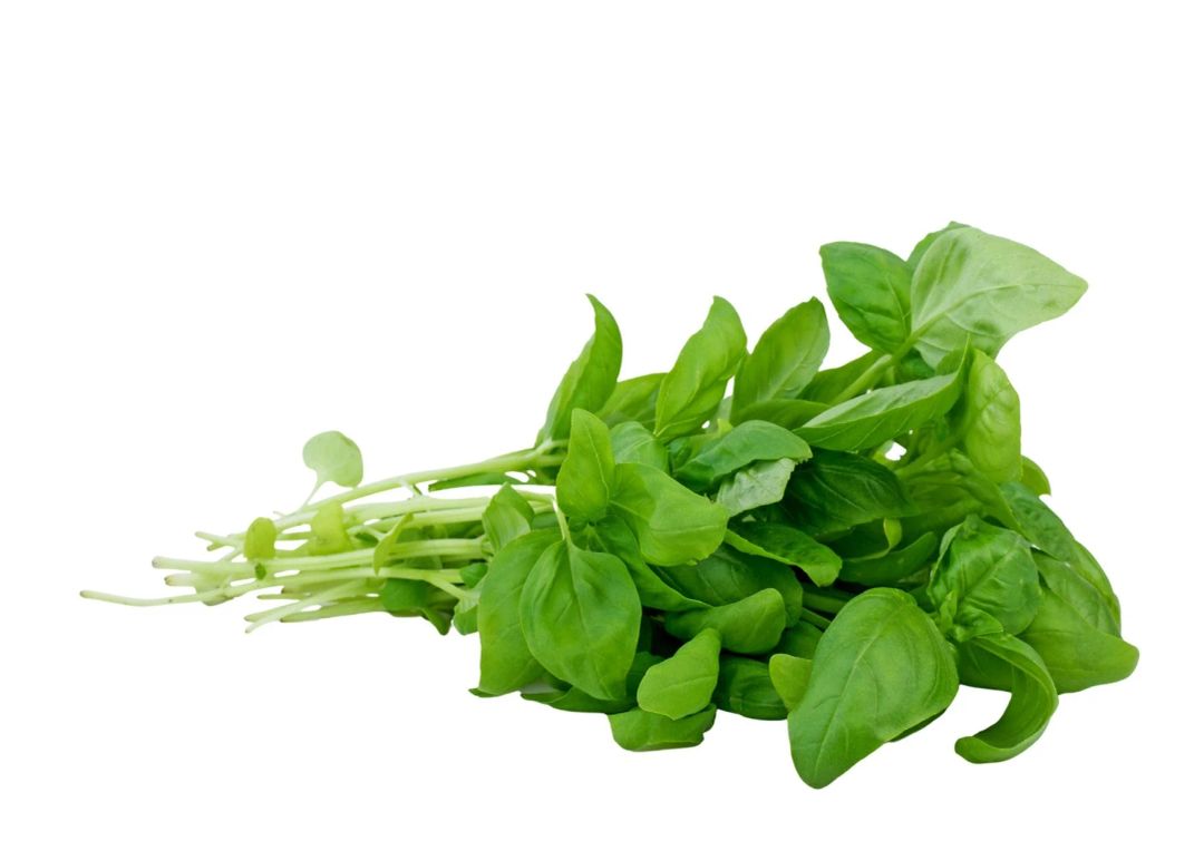Basil ريحان