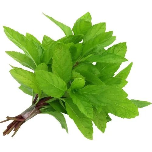 Mint نعناع