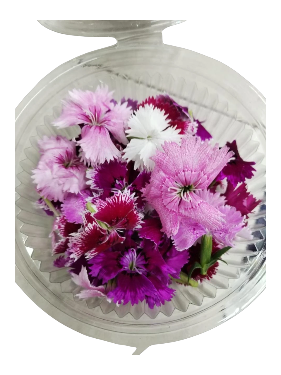 The Green Batch – Clavellinas Edible Flowers 30 units / Flores Comestibles Clavellinas 30 unidades