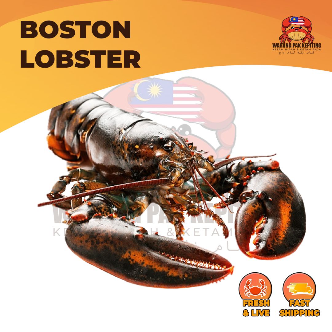 [FRESH LIVE] Boston Lobster - Premium & Hidup