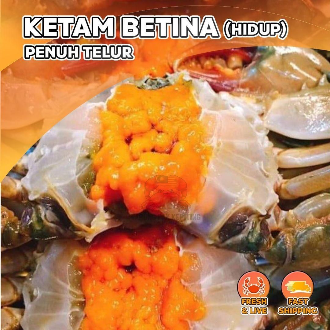 [Limited] M Size Ketam Betina Hidup (Telur) 