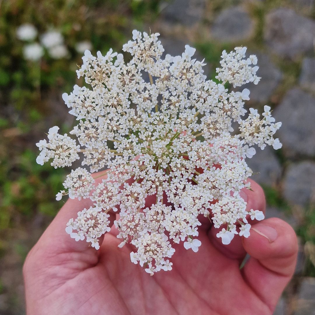 Wilde peen / Wild carrot
