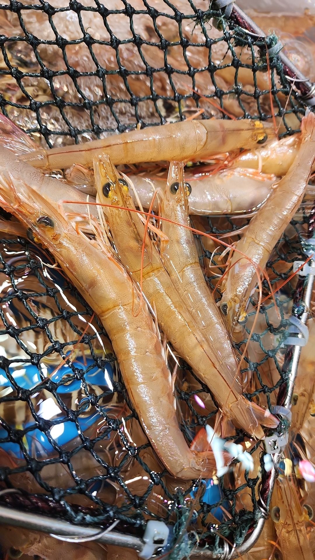 海中蝦🦐（紅蘇）（約11~12隻）（半斤）