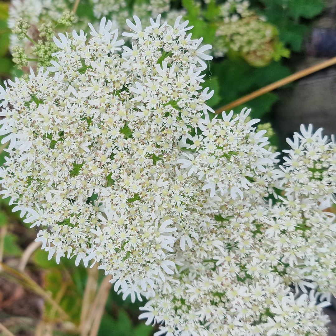 Berenklauw / Hogweed 