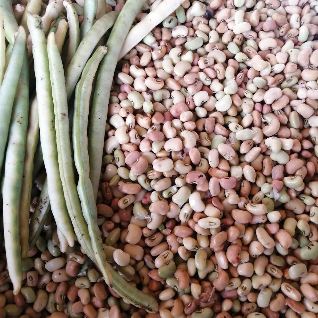 Fresh Bejuco Beans 1 lb / Frijoles de bejuco frescos libra