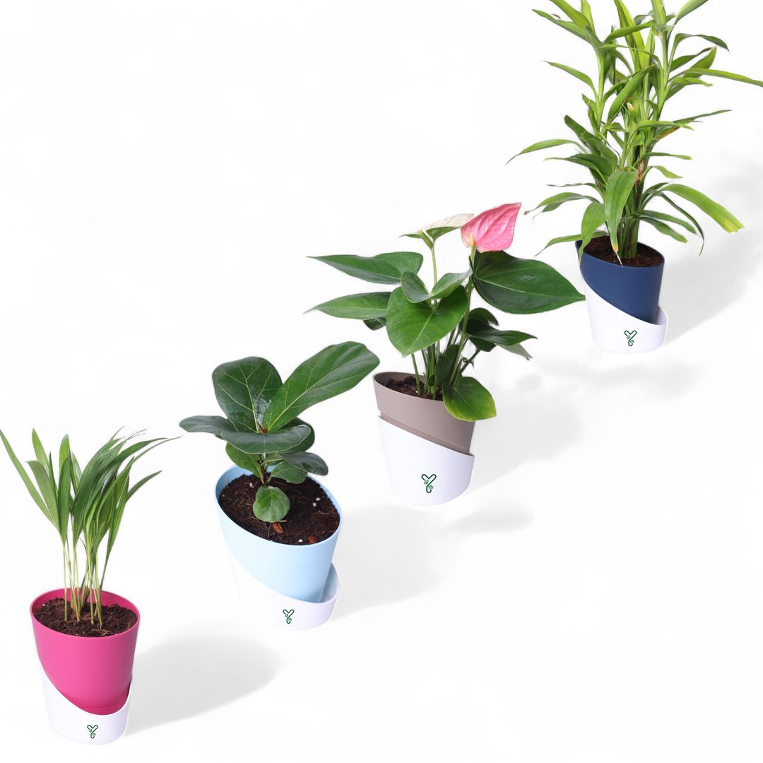 YoursPlants Air Purifier Indoor Plant Collection: Breathe Easy, Live Better