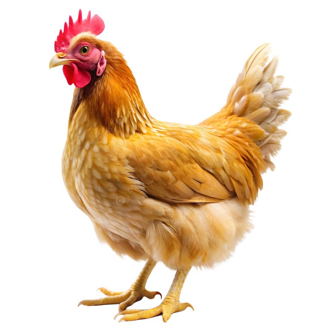 Hardbody Chicken | Umleqwa 