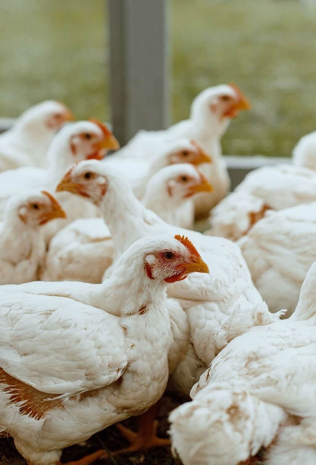 Broiler | Soft chicken 