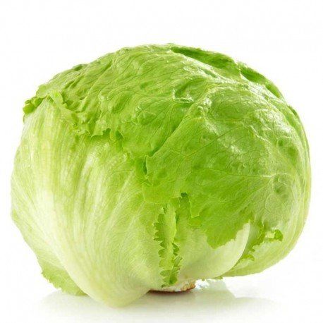 LECHUGA AMERICANA 