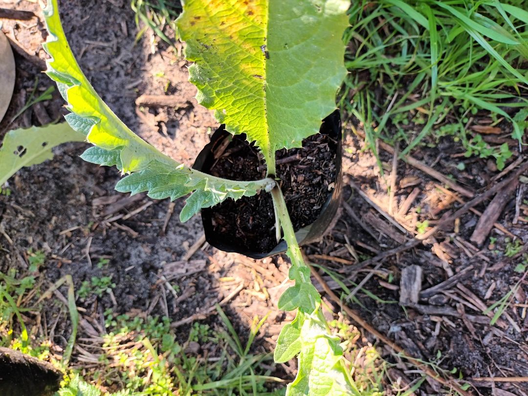 Young Cardoon plants