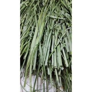 🌿 CỎ TIMOTHY CÓ BÔNG –  2025 🌿Loại cỏ chuẩn cho thú ăn cỏ: Thỏ cảnh, chuột lang (guinea pig), chinchilla