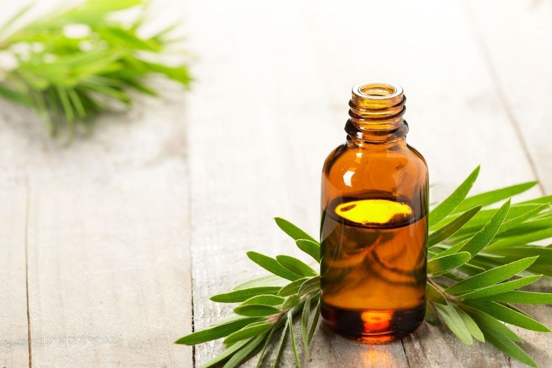 Aceite esencial de árbol de té