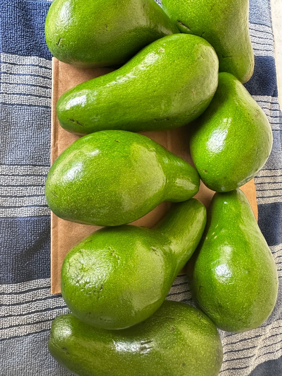 Suscripción Mensual de Aguacates