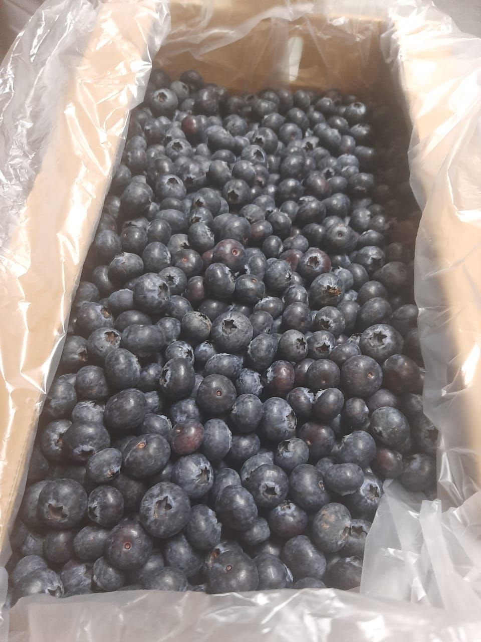 2.5kg Blueberry box