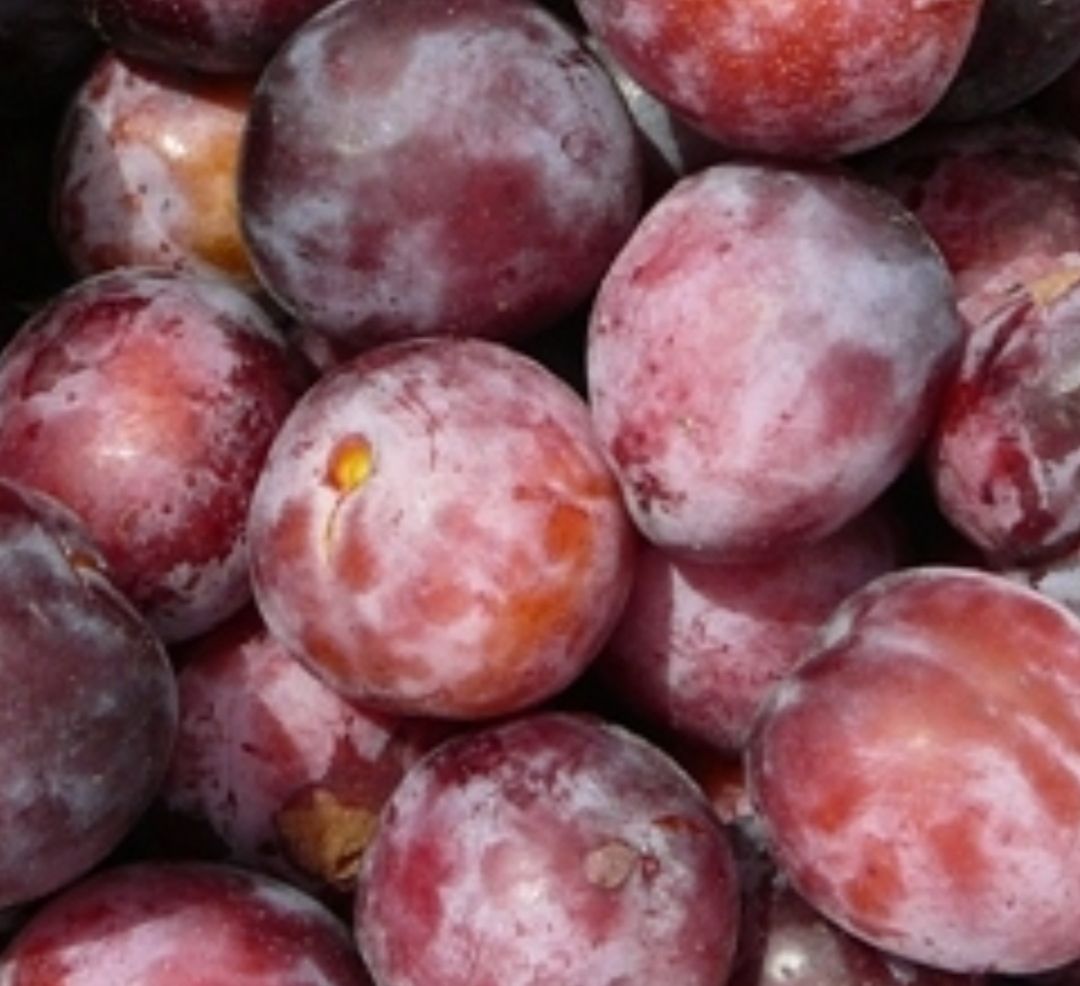 Reine victoria pruim / plums