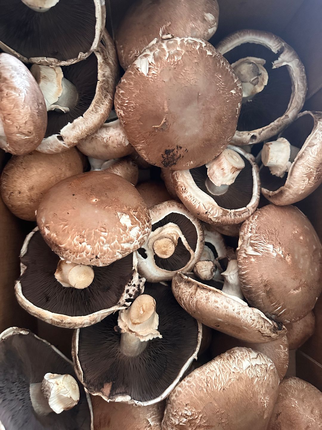 Hongos Portobello