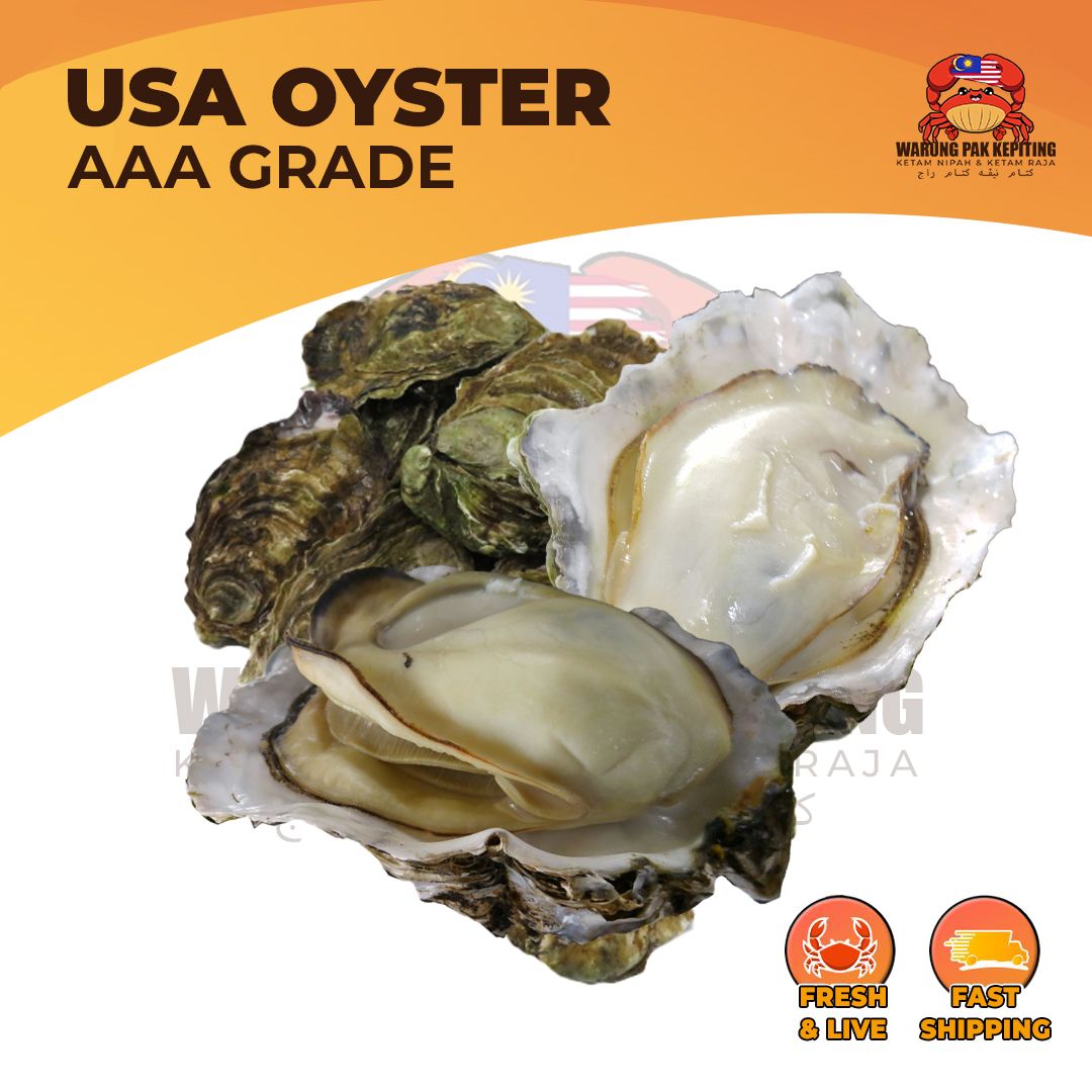 USA Oyster AAA Grade (XL Size) – Fresh & LIVE!