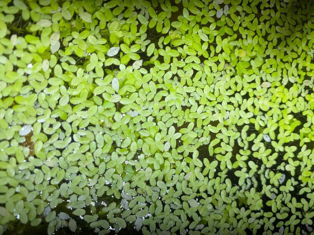 Duck Weed
