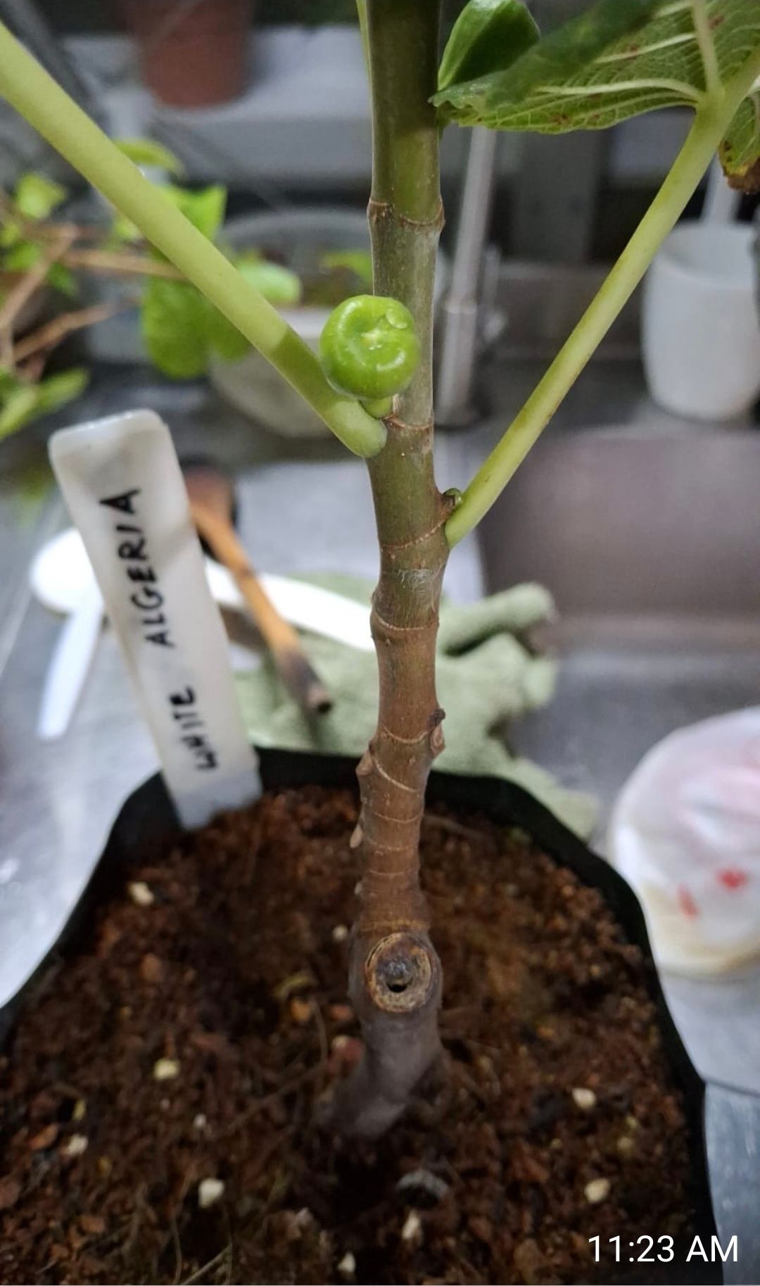 White Algeria Rare Fig (Fruiting)