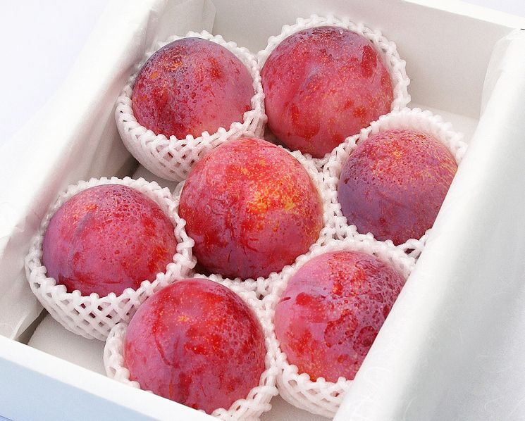 Kiyou Plum 貴陽 | Yamanashi Prefecture (山梨県)