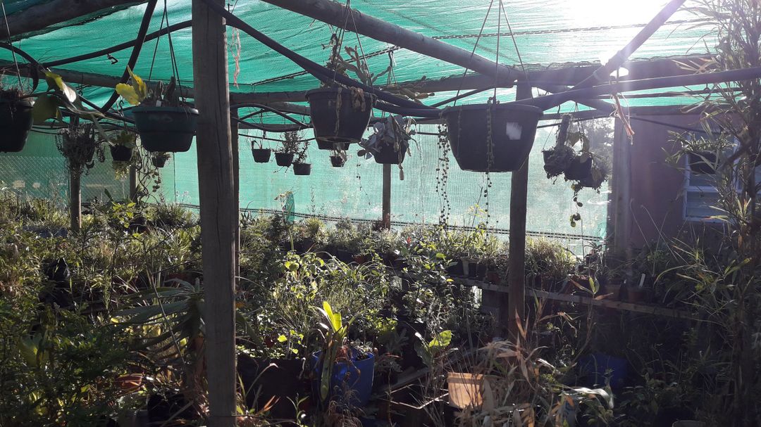 Hanging Baskets