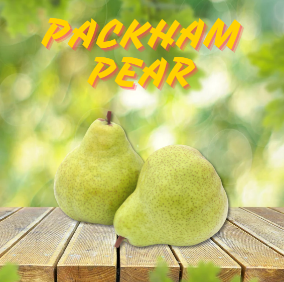 PACKHAM PEAR