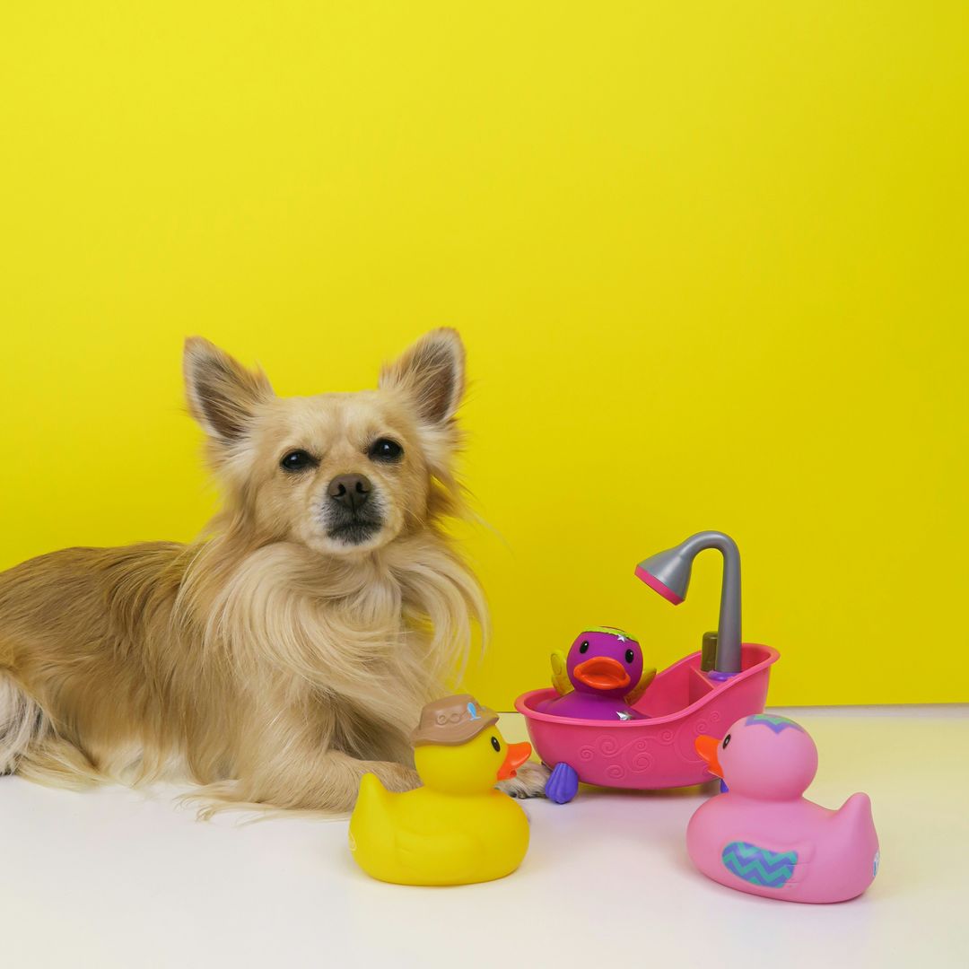 [Sample] Dog Toy