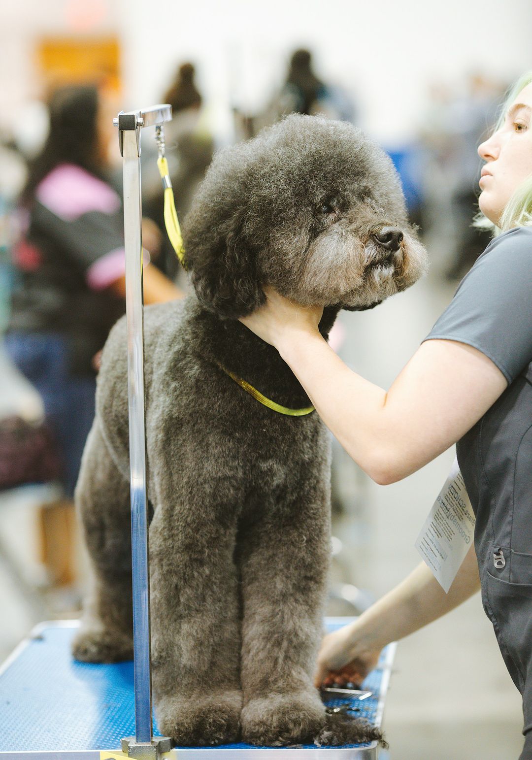 [Sample] Pet Grooming