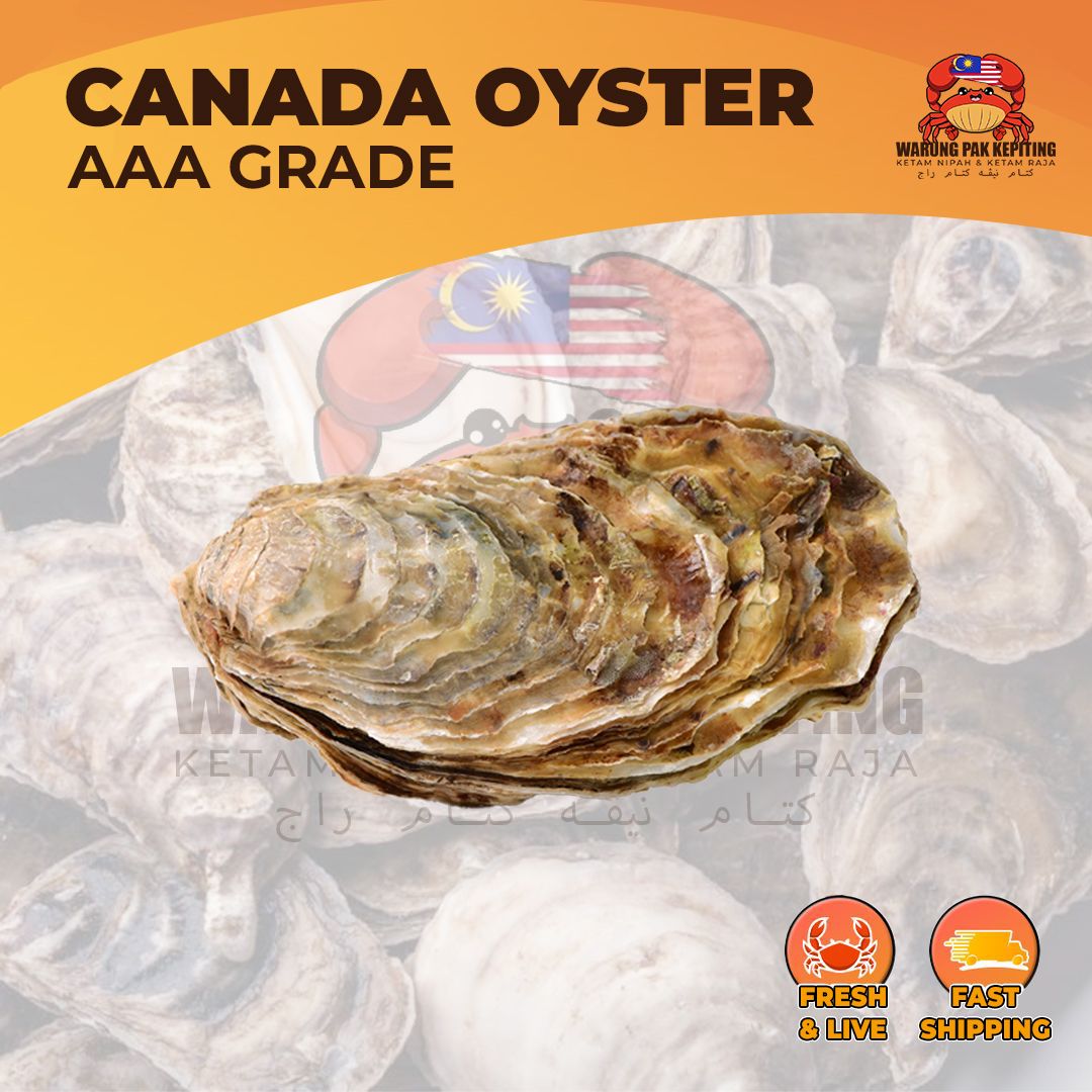 Canada Premium Live Oyster (L Size) AAA Grade – Fresh & LIVE!