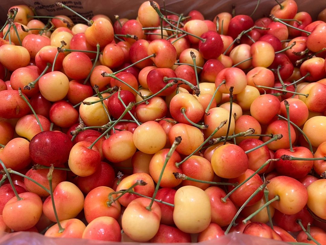 Canadian Rainier Cherries 9R