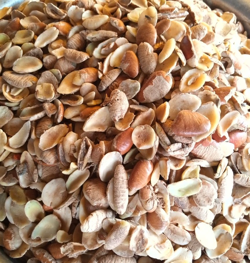 Clean Ogbono Seeds