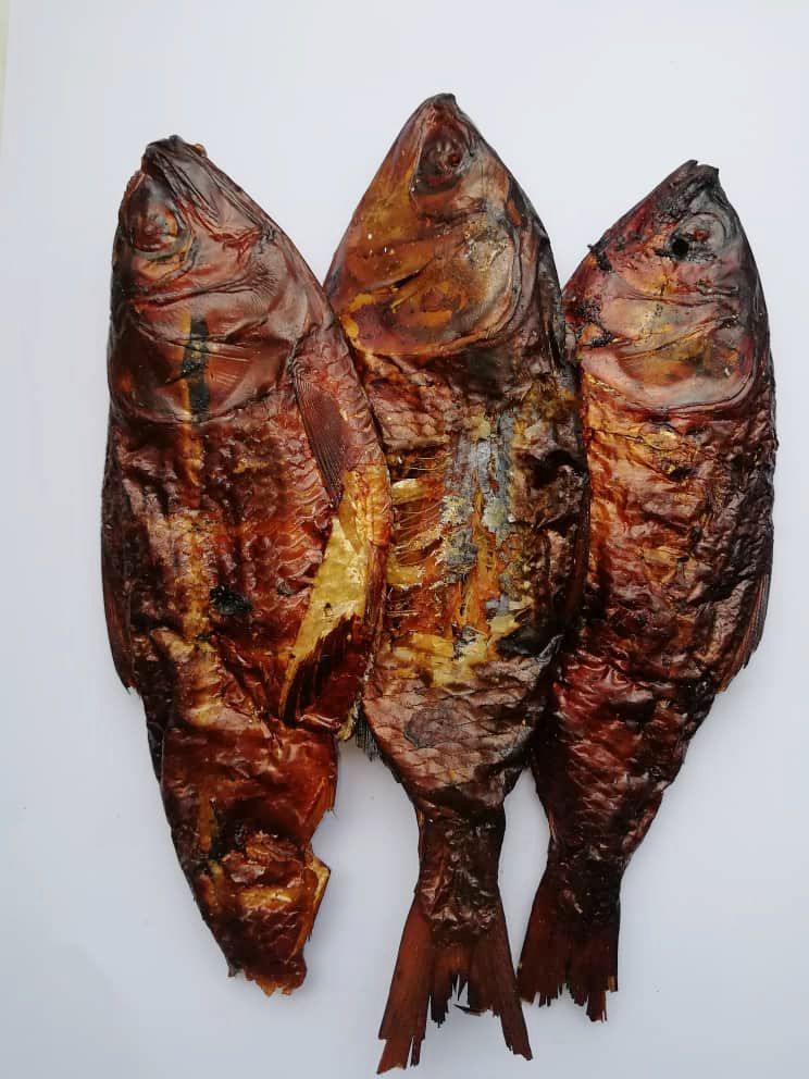 Bonga Fish
