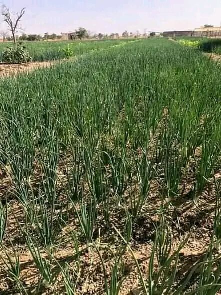 Agriculture 