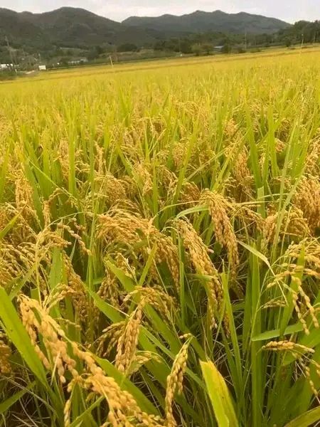 Culture de riz