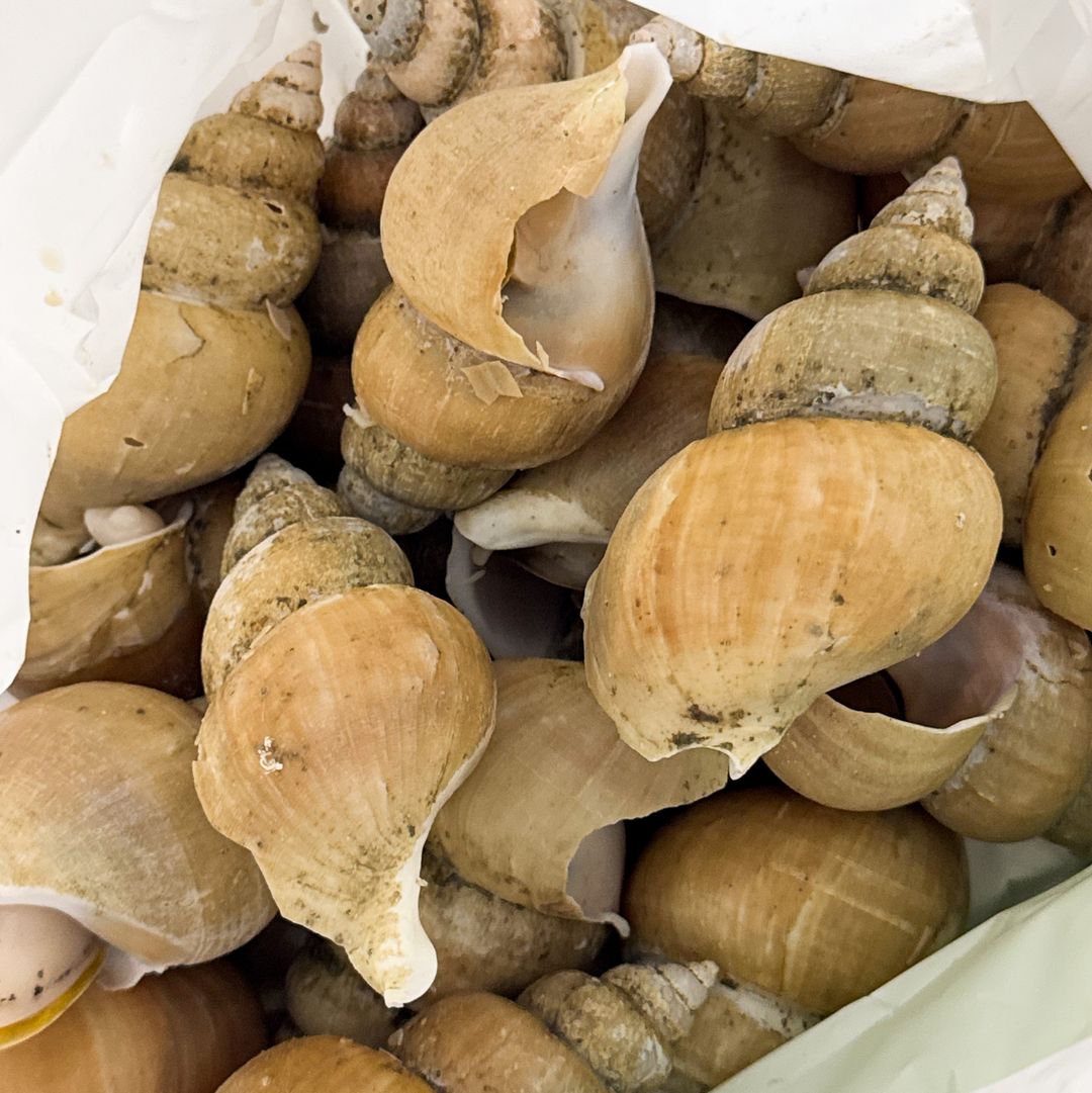 Shirobai-gai 白バイ貝 | 5 pcs (200g)