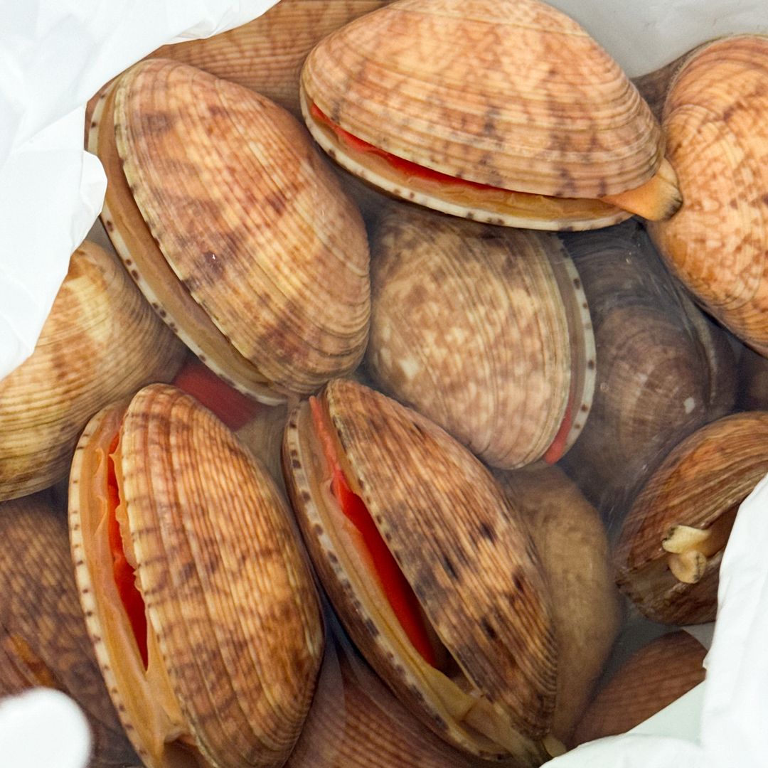 Sudare-gai (簾貝) 200g (4 pieces)