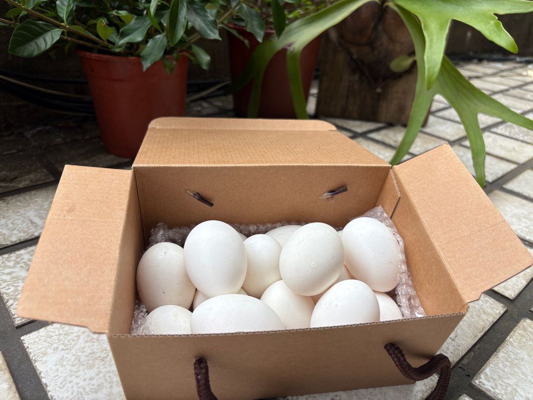 First-lay eggs with box 初生蛋(白殼)-精裝版